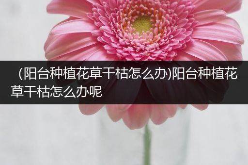 （阳台种植花草干枯怎么办)阳台种植花草干枯怎么办呢