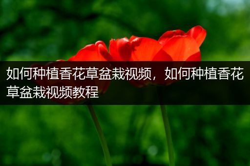 如何种植香花草盆栽视频，如何种植香花草盆栽视频教程