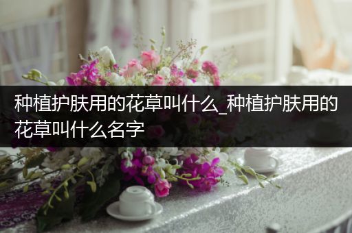 种植护肤用的花草叫什么_种植护肤用的花草叫什么名字