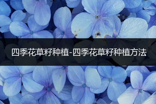 四季花草籽种植-四季花草籽种植方法