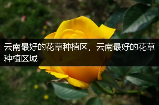 云南最好的花草种植区，云南最好的花草种植区域