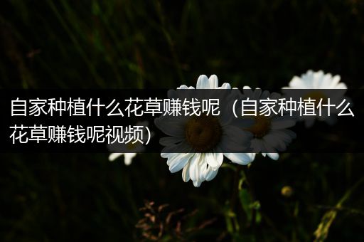 自家种植什么花草赚钱呢（自家种植什么花草赚钱呢视频）