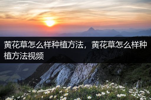 黄花草怎么样种植方法，黄花草怎么样种植方法视频
