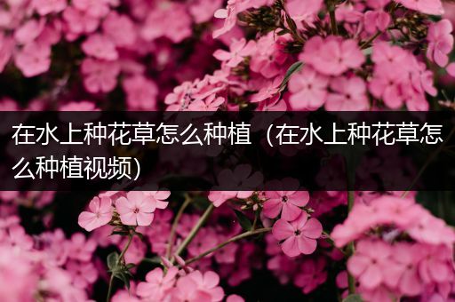 在水上种花草怎么种植（在水上种花草怎么种植视频）