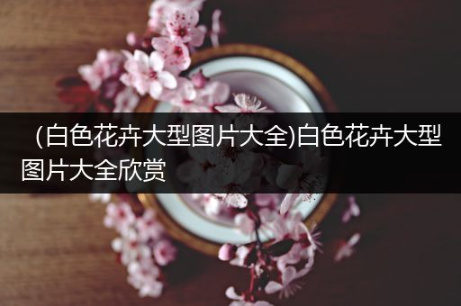 （白色花卉大型图片大全)白色花卉大型图片大全欣赏