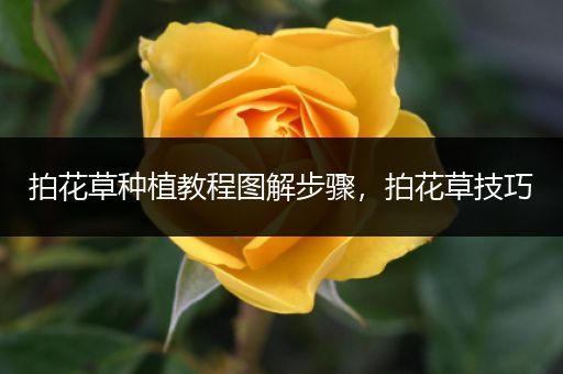 拍花草种植教程图解步骤，拍花草技巧