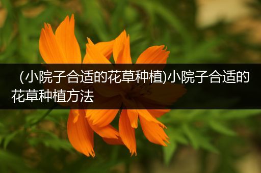 （小院子合适的花草种植)小院子合适的花草种植方法