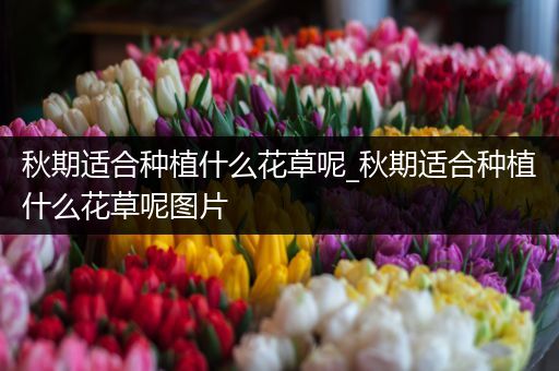 秋期适合种植什么花草呢_秋期适合种植什么花草呢图片