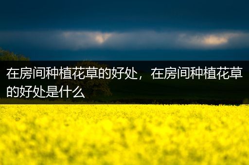 在房间种植花草的好处，在房间种植花草的好处是什么