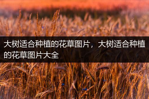 大树适合种植的花草图片，大树适合种植的花草图片大全