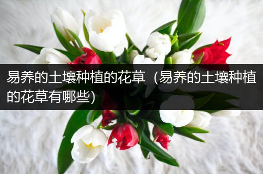 易养的土壤种植的花草（易养的土壤种植的花草有哪些）