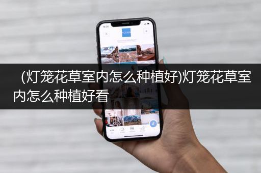 （灯笼花草室内怎么种植好)灯笼花草室内怎么种植好看