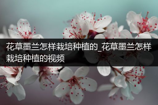 花草墨兰怎样栽培种植的_花草墨兰怎样栽培种植的视频