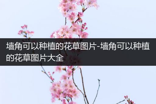 墙角可以种植的花草图片-墙角可以种植的花草图片大全