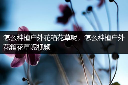 怎么种植户外花箱花草呢，怎么种植户外花箱花草呢视频