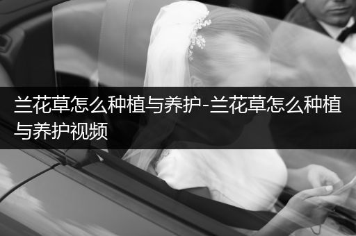 兰花草怎么种植与养护-兰花草怎么种植与养护视频
