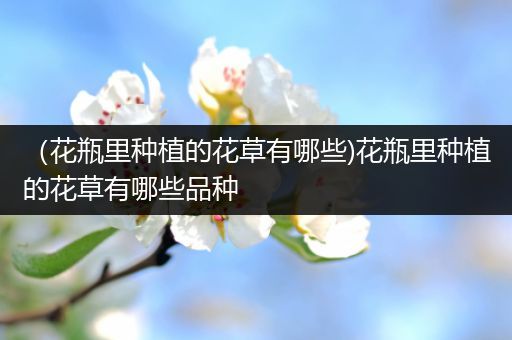 （花瓶里种植的花草有哪些)花瓶里种植的花草有哪些品种