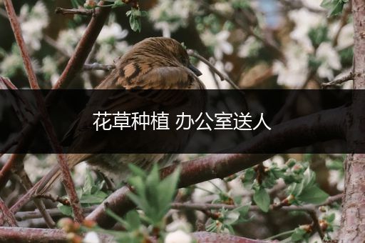 花草种植 办公室送人
