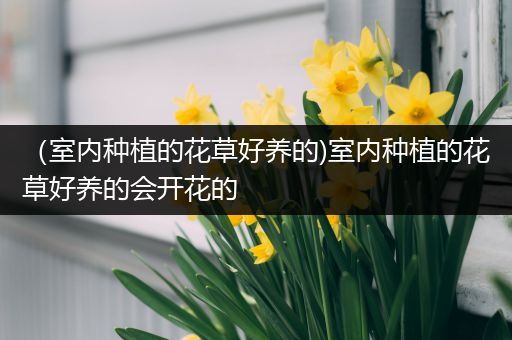 （室内种植的花草好养的)室内种植的花草好养的会开花的