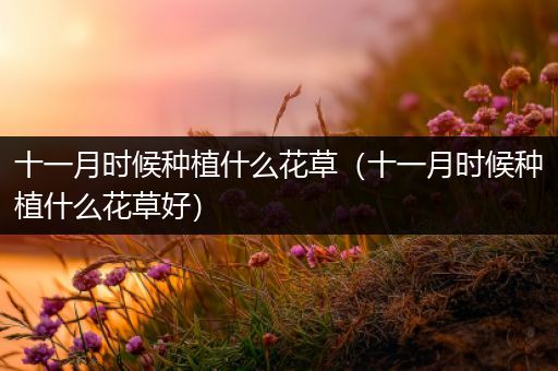 十一月时候种植什么花草（十一月时候种植什么花草好）
