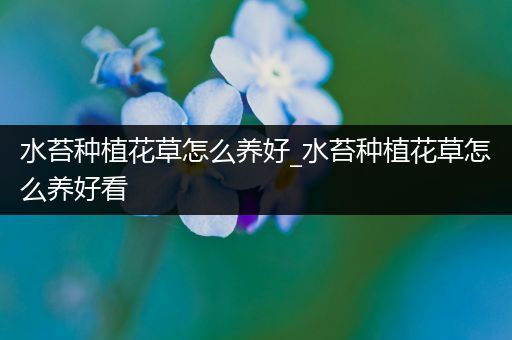 水苔种植花草怎么养好_水苔种植花草怎么养好看