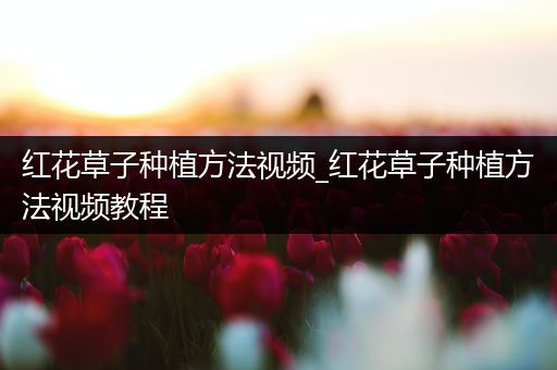 红花草子种植方法视频_红花草子种植方法视频教程