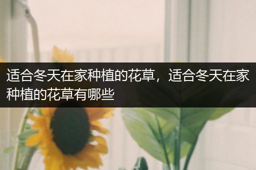 适合冬天在家种植的花草，适合冬天在家种植的花草有哪些