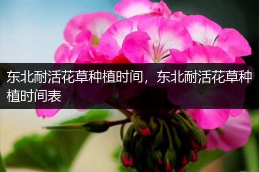 东北耐活花草种植时间，东北耐活花草种植时间表
