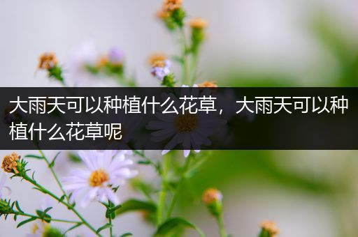 大雨天可以种植什么花草，大雨天可以种植什么花草呢