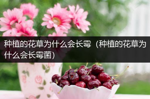 种植的花草为什么会长霉（种植的花草为什么会长霉菌）