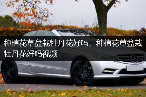 种植花草盆栽牡丹花好吗，种植花草盆栽牡丹花好吗视频