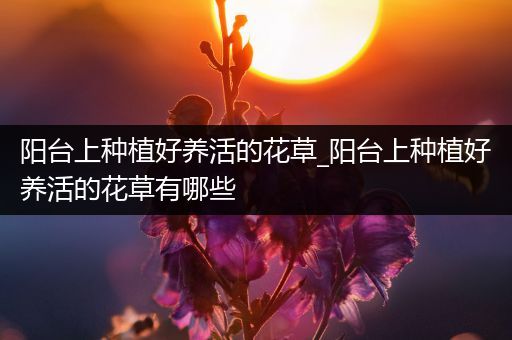 阳台上种植好养活的花草_阳台上种植好养活的花草有哪些