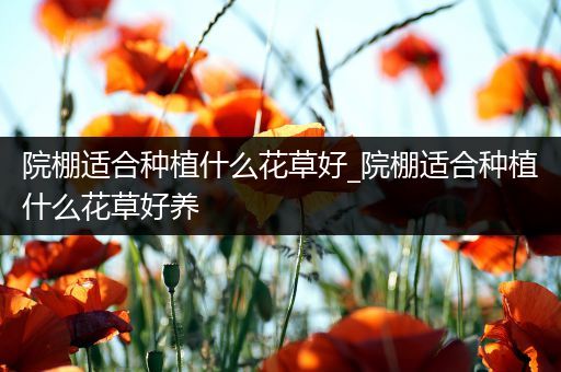 院棚适合种植什么花草好_院棚适合种植什么花草好养