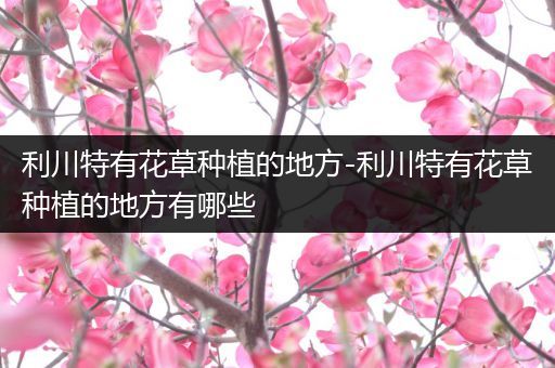 利川特有花草种植的地方-利川特有花草种植的地方有哪些