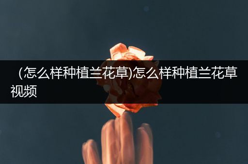 （怎么样种植兰花草)怎么样种植兰花草视频