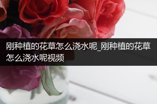 刚种植的花草怎么浇水呢_刚种植的花草怎么浇水呢视频