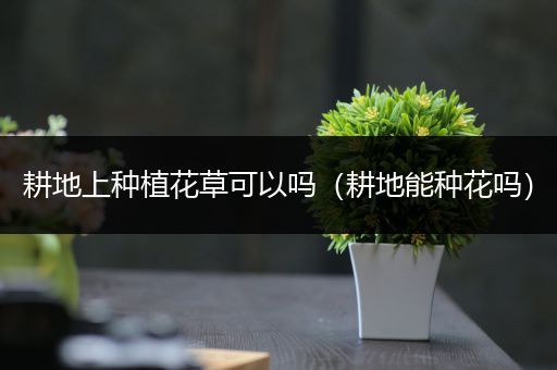耕地上种植花草可以吗（耕地能种花吗）