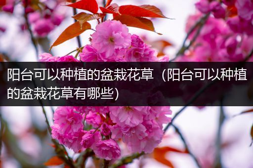 阳台可以种植的盆栽花草（阳台可以种植的盆栽花草有哪些）