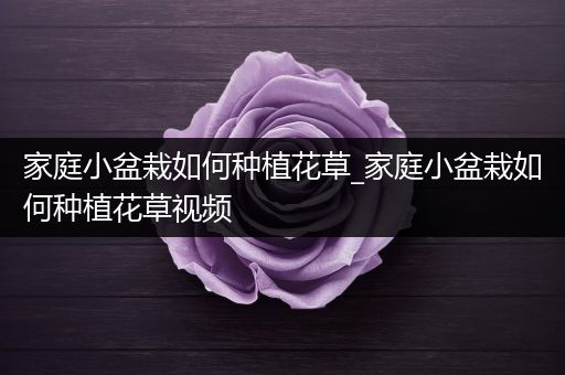 家庭小盆栽如何种植花草_家庭小盆栽如何种植花草视频