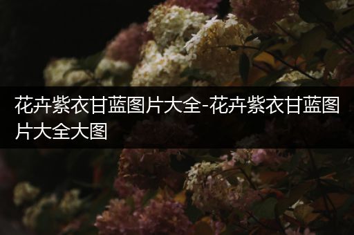花卉紫衣甘蓝图片大全-花卉紫衣甘蓝图片大全大图