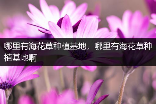哪里有海花草种植基地，哪里有海花草种植基地啊