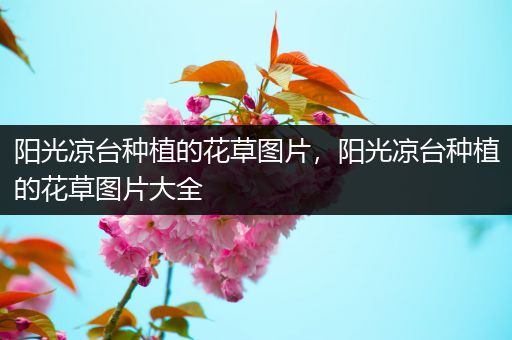 阳光凉台种植的花草图片，阳光凉台种植的花草图片大全