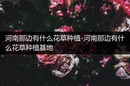 河南那边有什么花草种植-河南那边有什么花草种植基地