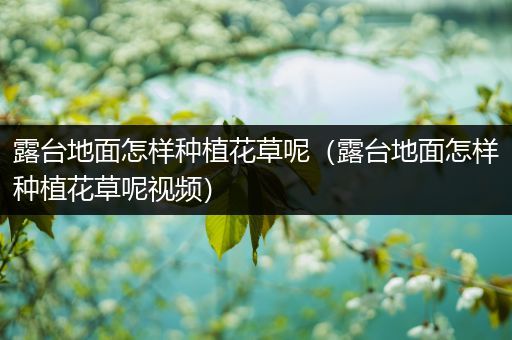 露台地面怎样种植花草呢（露台地面怎样种植花草呢视频）