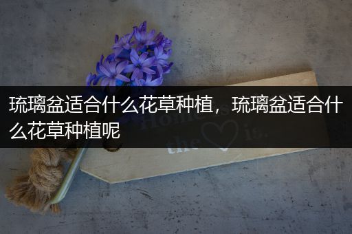 琉璃盆适合什么花草种植，琉璃盆适合什么花草种植呢