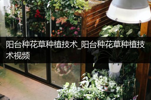 阳台种花草种植技术_阳台种花草种植技术视频