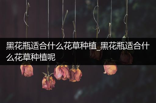黑花瓶适合什么花草种植_黑花瓶适合什么花草种植呢