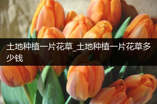 土地种植一片花草_土地种植一片花草多少钱