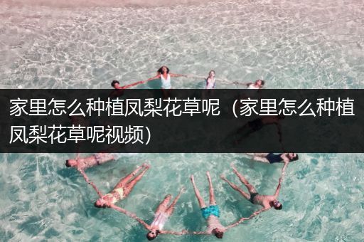 家里怎么种植凤梨花草呢（家里怎么种植凤梨花草呢视频）