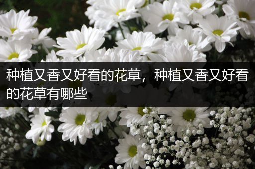 种植又香又好看的花草，种植又香又好看的花草有哪些